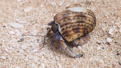 沖縄　古宇利島　オカヤドカリ