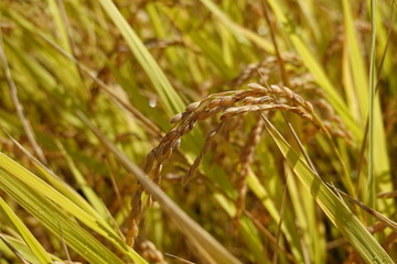 収穫期の稲の実り