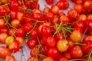 収穫間近のサクランボ