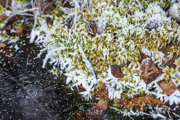 Ice and frost on frozen moss