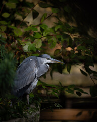 great heron