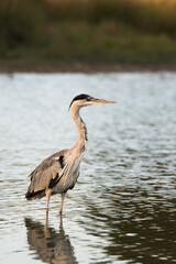 great blue heron