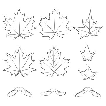 Set of black and white illustrations with maple leaves and seeds. Isolated vector objects on a white background.