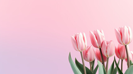 Fototapeta premium Pink tulips on a pastel background, copy space, Valentine's day or Mother's day banner. 