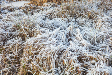 Frost on dry grass