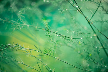 Asparagus plant in dew drops. natural background, relax, calm, calmness