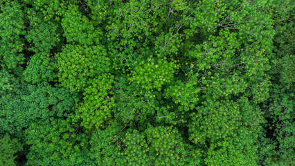 Aerial photo of tropical forest in Aceh Province, Indonesia.