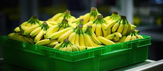Crédence de cuisine en verre imprimé les îles Canaries Packed green bananas in a box With copyspace for text