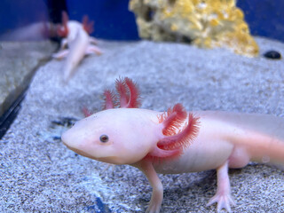 Ein Axolotl im Aquarium. Der Axolotl ist ein aquatil lebender mexikanischer Schwanzlurch aus der...
