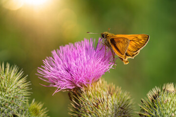 Ein Schwarzkolbiger Braun Dickkopffalter (Thymelicus lineola) auf deiner Pflanze.
