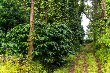 Coffee tree with fresh arabica coffee bean in coffee plantation on the mountain at south india