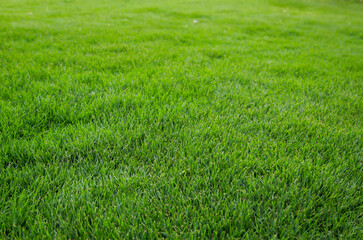 Eine Gras Textur, Blick auf einen saftig grünen Rasen.
