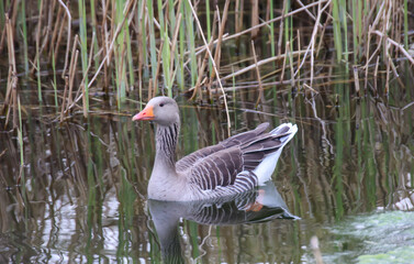 Fototapeta premium Ein Graugans am Rand, auf einem Teich.