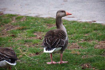 Ein Graugans am Rand, auf einem Teich.