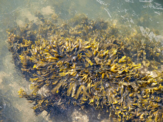 Lush Golden Seaweed Cluster in Sunlit Coastal Waters