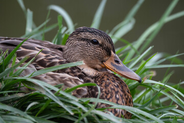mallard or wild duck in the grass, Anas platyrhynchos