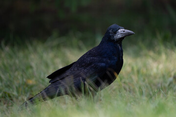 Rook on the grass, Corvus frugilegus