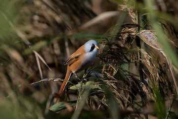 Bearded reedling in the reed, Panurus biarmicus
