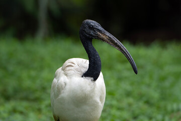 African Sacred Ibis, portrait of a bird