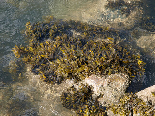 Golden Seaweed Clusters in Sunlit Shallow Waters