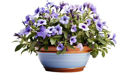 Periwinkle Flowers in a Terra Cotta Pot Isolated on Transparent or White Background, PNG