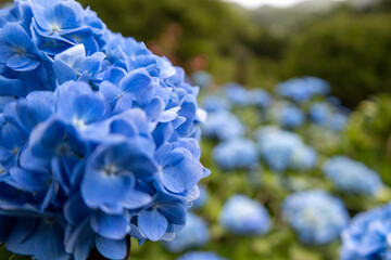 紫陽花のアップ(横)
