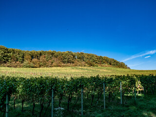 Weinberge im Herbst