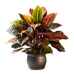 Croton in Metallic Pot Isolated on Transparent or White Background, PNG