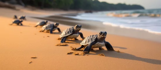 Photo sur Plexiglas Brésil Newborn hawksbill sea turtle group heading towards the sea at Bahia beach Brazil With copyspace for text