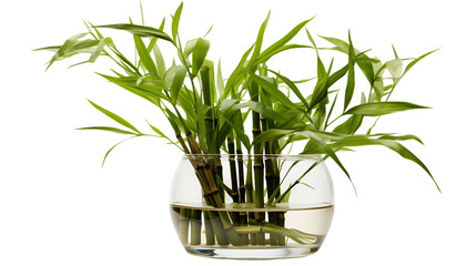 Bamboo Stalks in a Glass Container Isolated on Transparent or White Background, PNG