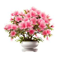 Azalea with Pink Blossoms in a White Pot Isolated on Transparent or White Background, PNG