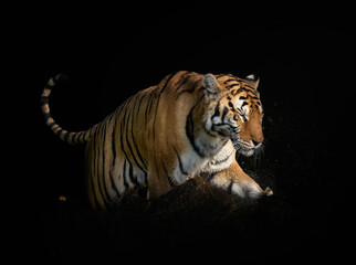 tigre caminando sobre fondo negro