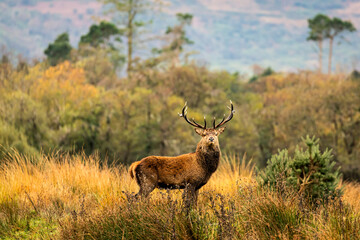 Beautiful Deer in Autumn, Killarney National Park, Kerry, Ireland 