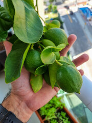 lemon Tahiti organic planted in pot
