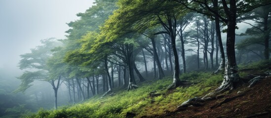 Mountain reserve with misty forest on slope With copyspace for text