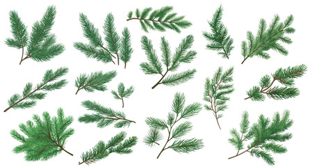 set of illustration of spruce twigs. pine leaves. leaf isolated on a white background. eps 10 - obrazy, fototapety, plakaty