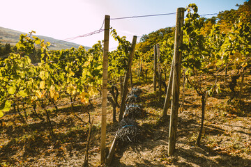 Rebschnitt im Herbst