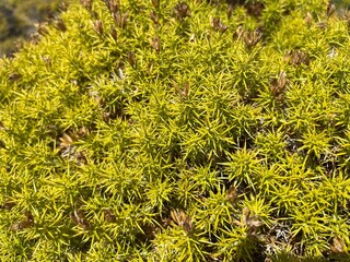 Yellow moss, natural plants background