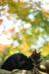 紅葉を背景にくつろぐキジ猫