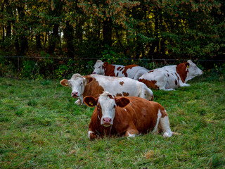 Fototapeta na wymiar Kühe grasen auf einer Weide