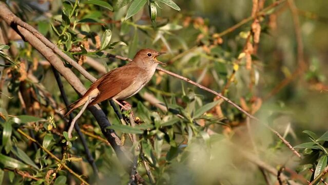 nightingale sings with its beautiful voice on the branch 