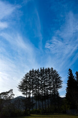 秋の青空に映える木