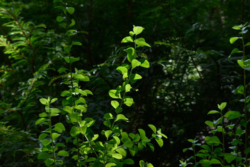 leaves in the forest