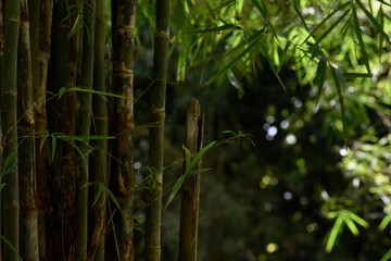bamboo forest background