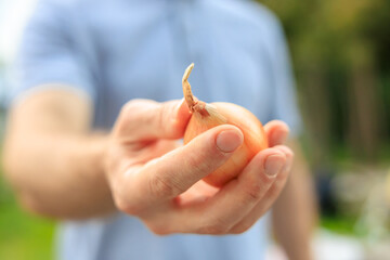 A man's hand holds an onion. Selective focus on hands with blurred background
