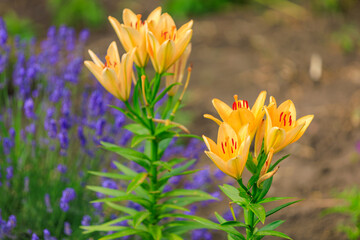 A flower in a flowerbed. Background with selective focus and copy space