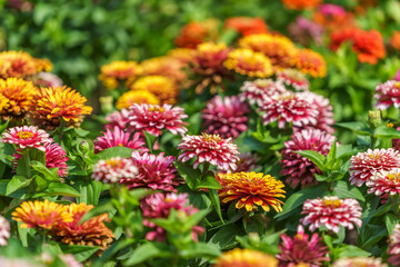 Very beautiful flowers in the flowerbed. Background with selective focus and copy space