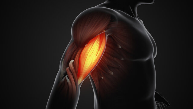 Pain and injury in the Biceps Muscles