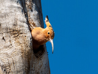 Curious Hoopoe peeking out from its home in a tree trunk under the blue sky