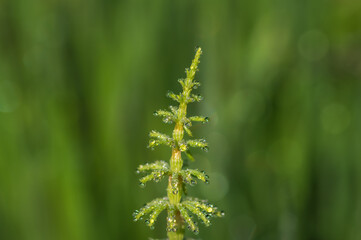 Closeup of green horsetail plant on green background
